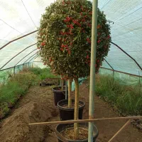 گیاهان بیرونی