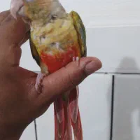 گرینچک|پرنده|بندرعباس, |دیوار