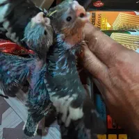 جوجه عروس هلندی سخنگو سرلاکی