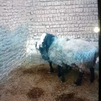 فروش قوچ بره نر میش|حیوانات مزرعه|رزن, |دیوار