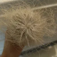 کاکتوس اولدمن|گل و گیاه طبیعی|تهران, سلیمانی|دیوار