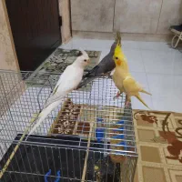 عروس هلندی آلبینو لوتینو و طوسی قیمت مناسب