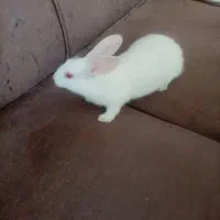 بچه خرگوش دوماهه