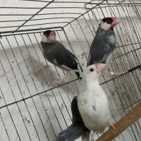 جفت نرگسی بلبلی با چهار جوجه