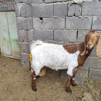 بز آبستن 3ماه