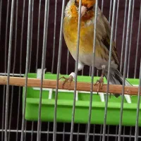 سهرهقناری|پرنده|تهران, آجودانیه|دیوار