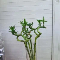 گل بامبو طبیعی  کنتیا گلهای خاص