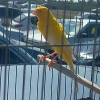 قناری نر بلند قرص خون
