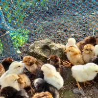 جوجه محلی|حیوانات مزرعه|فومن, |دیوار