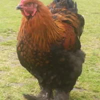 2عددخروس سالم سرحال زیر یک سال