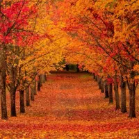 فروش سیم کارت ایرانسل