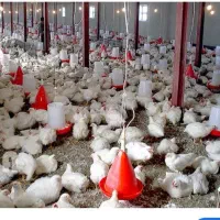 کارگر ،با۲۲سال سابقه ای کاری در مرغداری،