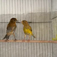 به نام خدا دو جوجه قناری سبز زیتونی  و سبز چمنی