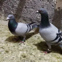 کبوتر.دوخط|پرنده|مشهد, شهید معقول|دیوار