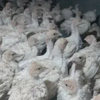 جوجه بوغلمون گوشتی|حیوانات مزرعه|تربت جام, والفجر|دیوار