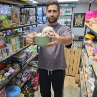 شیتزو مینی سفید|سگ|کرج, شهرک بنفشه|دیوار