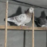 کفترپرشی|پرنده|قم, هفت تیر|دیوار
