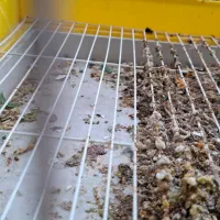 قناری ماده تخم گذار