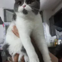 اسکاتیش لیلا پرشین اسکاتیش