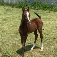 اسب فروشی|اسب و تجهیزات اسب‌سواری|نوشهر, |دیوار