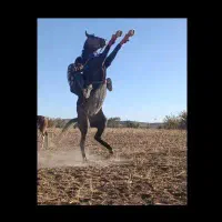 اسب مادیان کرد|اسب و تجهیزات اسبسواری|کمیجان, |دیوار