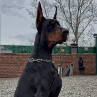 دوبرمن پینچر