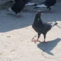 چندتا نر سوراخ