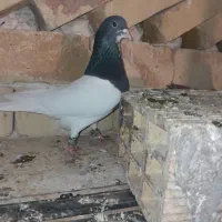 جفت شصطی نروماده|پرنده|تاکستان, |دیوار