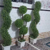 گل‌های زیبا|گل مصنوعی|شیراز, شهرک مطهری|دیوار