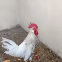 خروس