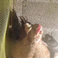 فروش جوجه گلین لری اصیل