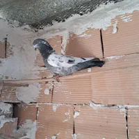 سوسکی سینه سبز خال قدیم