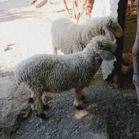 جفت بره نرچاق وچله