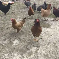 مرغ محلی تخم گذار وشاخدار تخم گذار