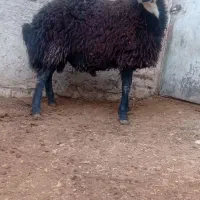 مزرعه و حیوانات|حیوانات مزرعه|پیشخور, |دیوار