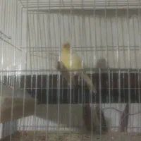 قناری نیم دهن