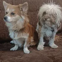 سگ آپارتمانی اشپیتز ( پامر ) و شیتزو ( فلت )