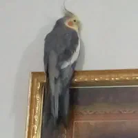 گمشدن عروس هلندی