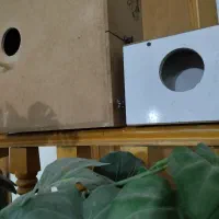 لانه عروس و ‌کوتوله و لانه گرینچیک|لوازم جانبی حیوانات|بردسکن, |دیوار