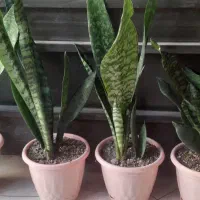 گل سانسوریا