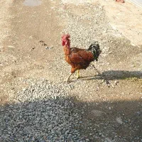 خروس لاری جوان