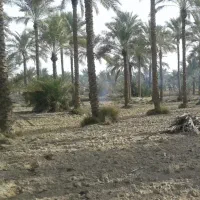 ۱۲۰ نخل فروشی ابپخش