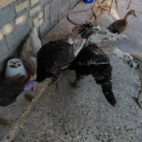بوقلمون نر ماده بزرگ یکساله