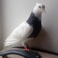 کبوترطوقی|پرنده|مشکین‌دشت, |دیوار