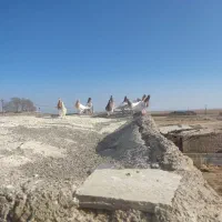 کفترکله سرخ زرد