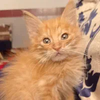 واگذاری رایگان گربه