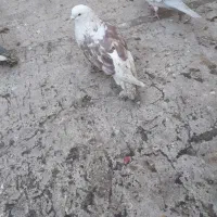 نر پشت گلی|حیوانات|قم, زنبیل آباد|دیوار