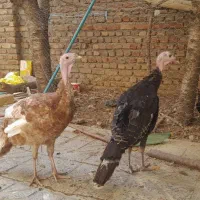 بوقلمون زیبا