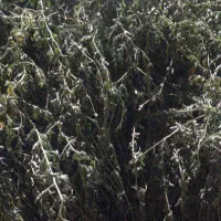 زمین برای خونه باغ تاج آبادکهنه ارزان