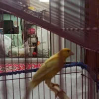 پرنده|پرنده|رشت, پیرکلاچای|دیوار